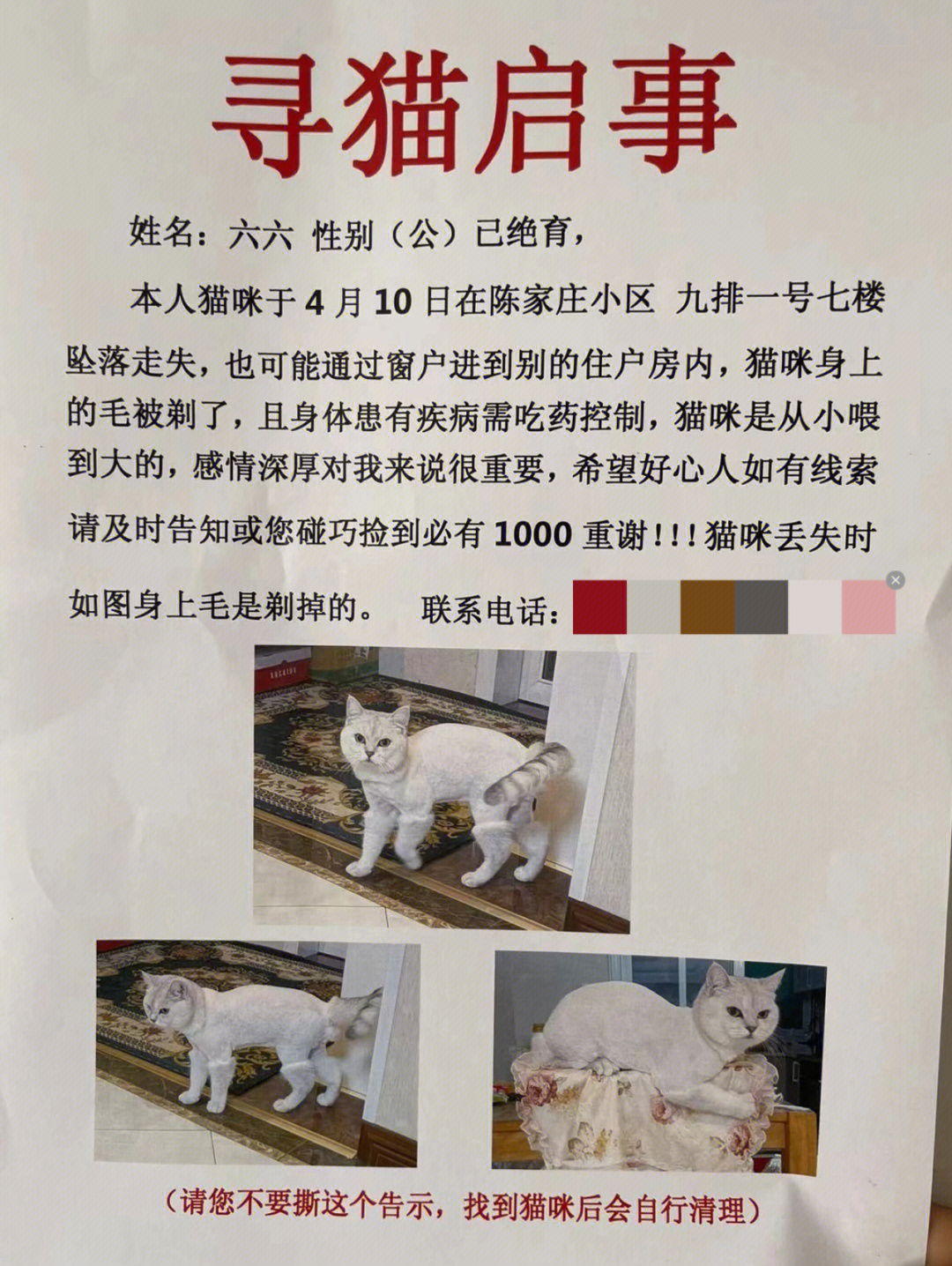 寻猫启示样板还有图片图片