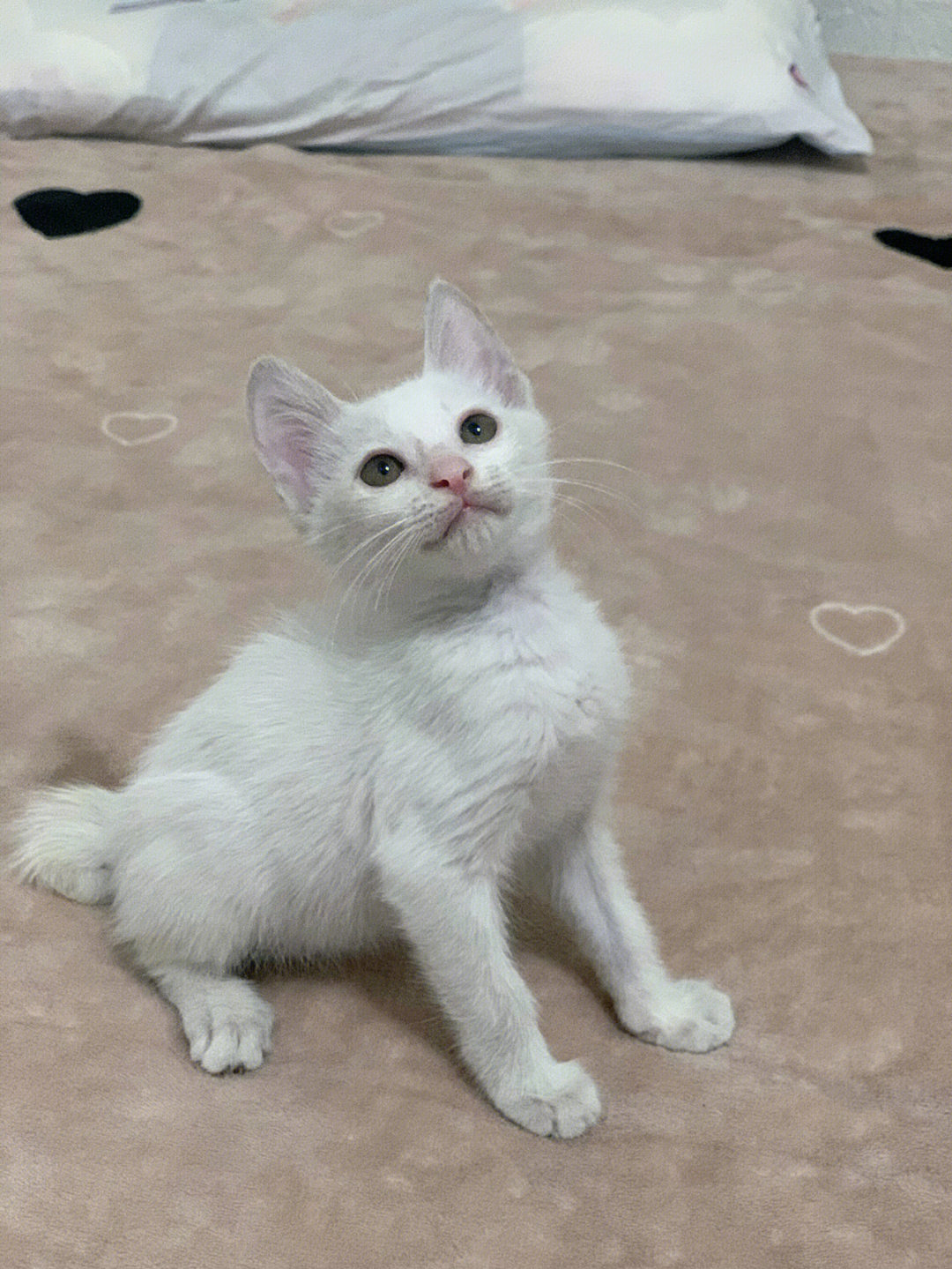 公,两个月左右,脾气好 性格温和粘人#免费领养#领养猫咪#宠物领养
