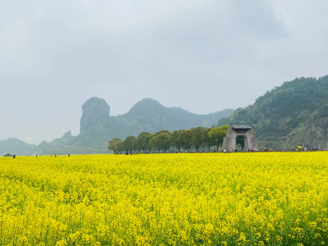 桃江十三渚油菜花地址图片