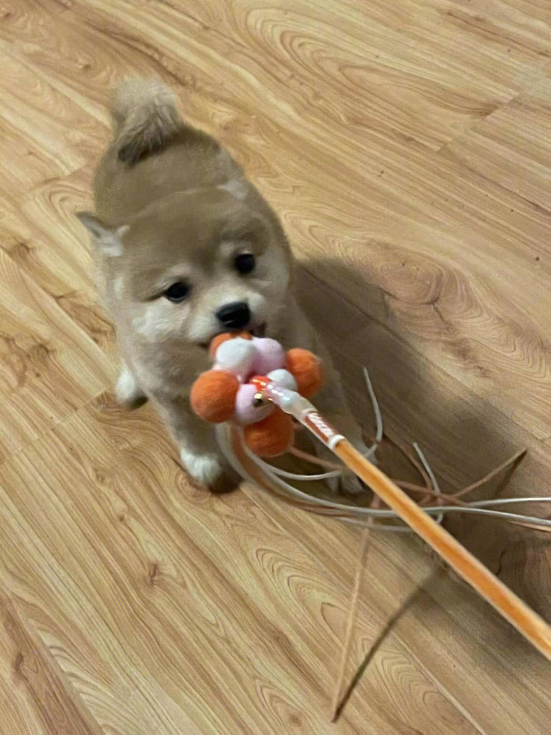 南京柴犬客图南京柴犬犬舍