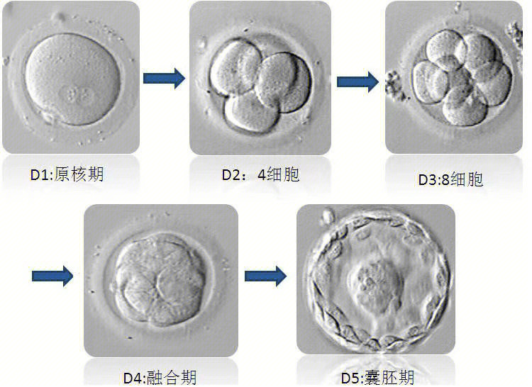 冻胚着床详细过程图片