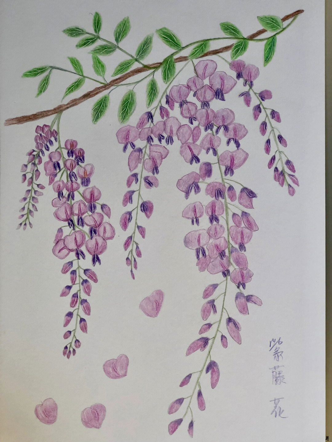 紫藤花怎么画彩铅图片