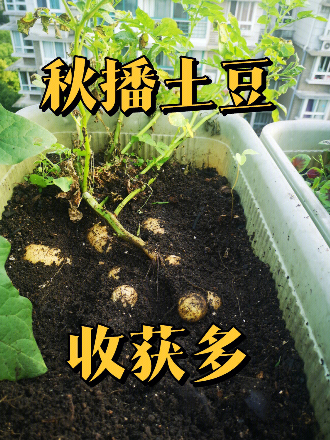 阳台种菜:秋播盆栽土豆种植方法(马铃薯)