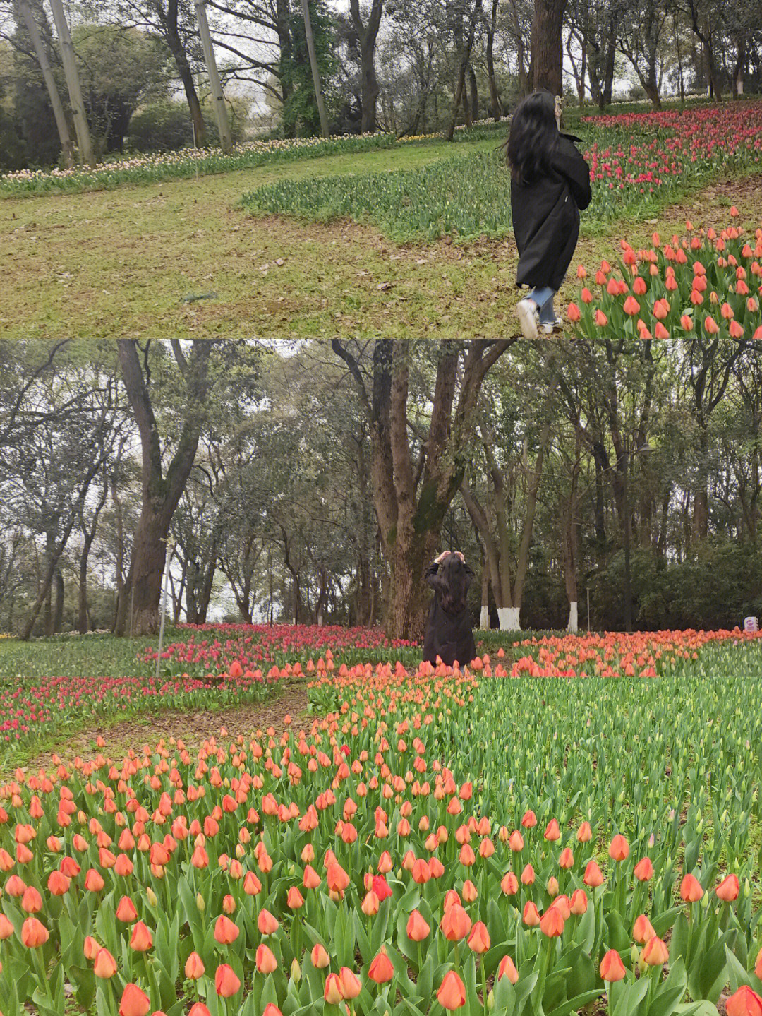 武汉植物园郁金香