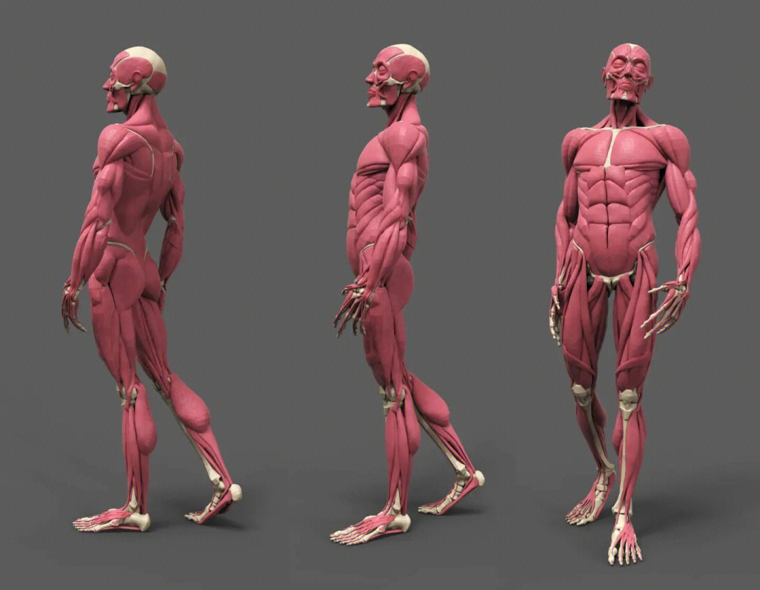 解剖第二十一期全身肌肉骨骼图