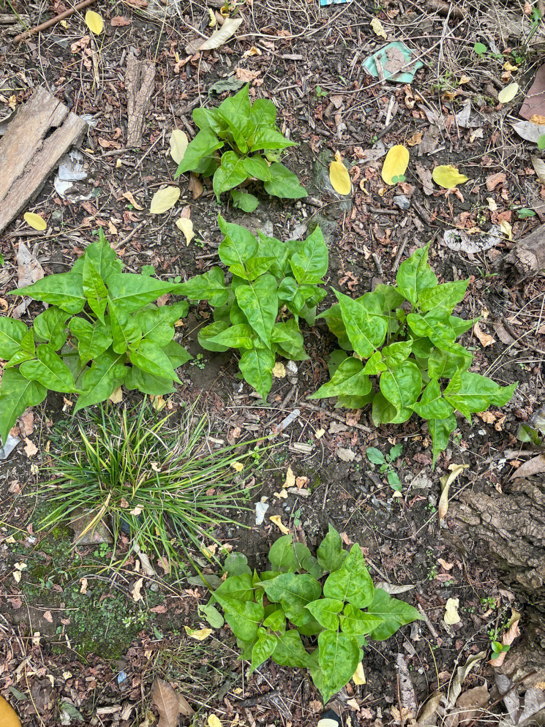 紫茉莉生长过程图片