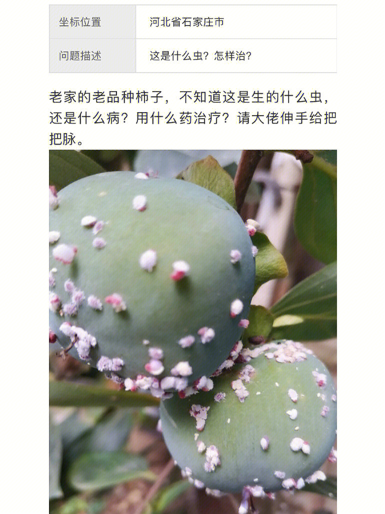 芦荟生蚧壳虫图片图片