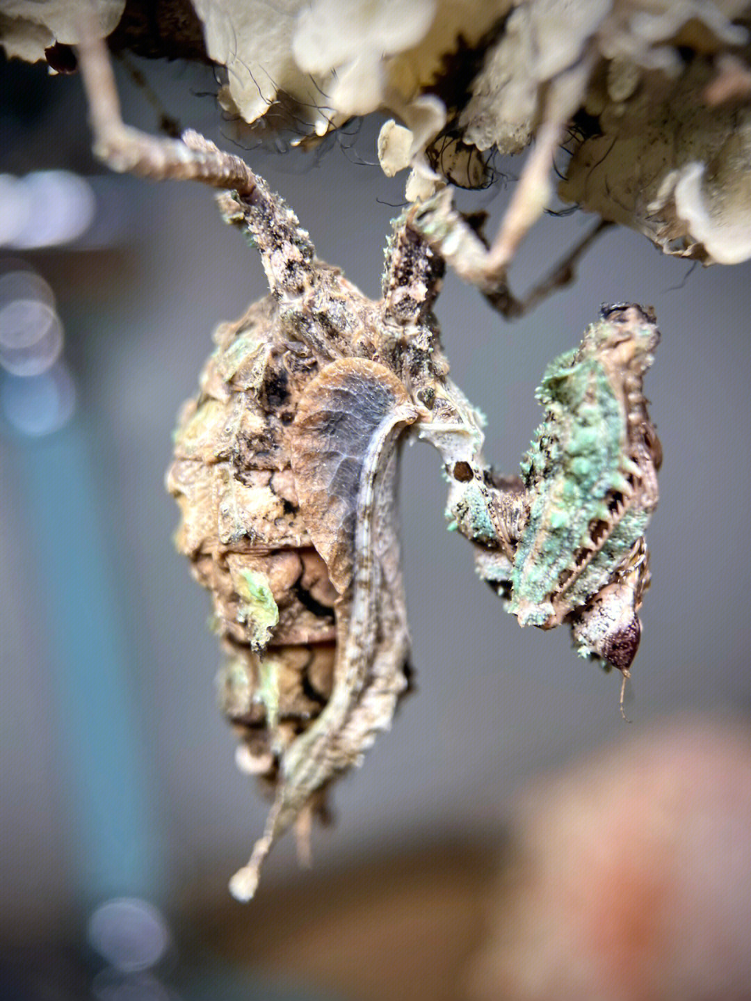 枯木色的螳螂图片