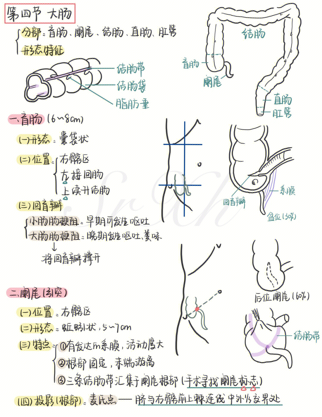 肠脂肪垂图片