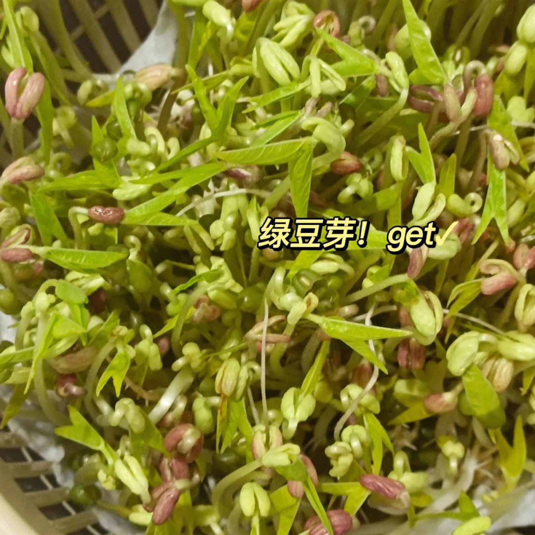 宿舍也能种绿豆芽简单易成功