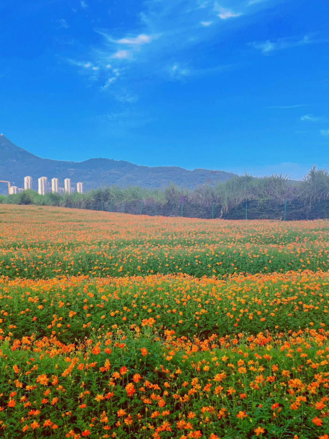 天福镇花海图片