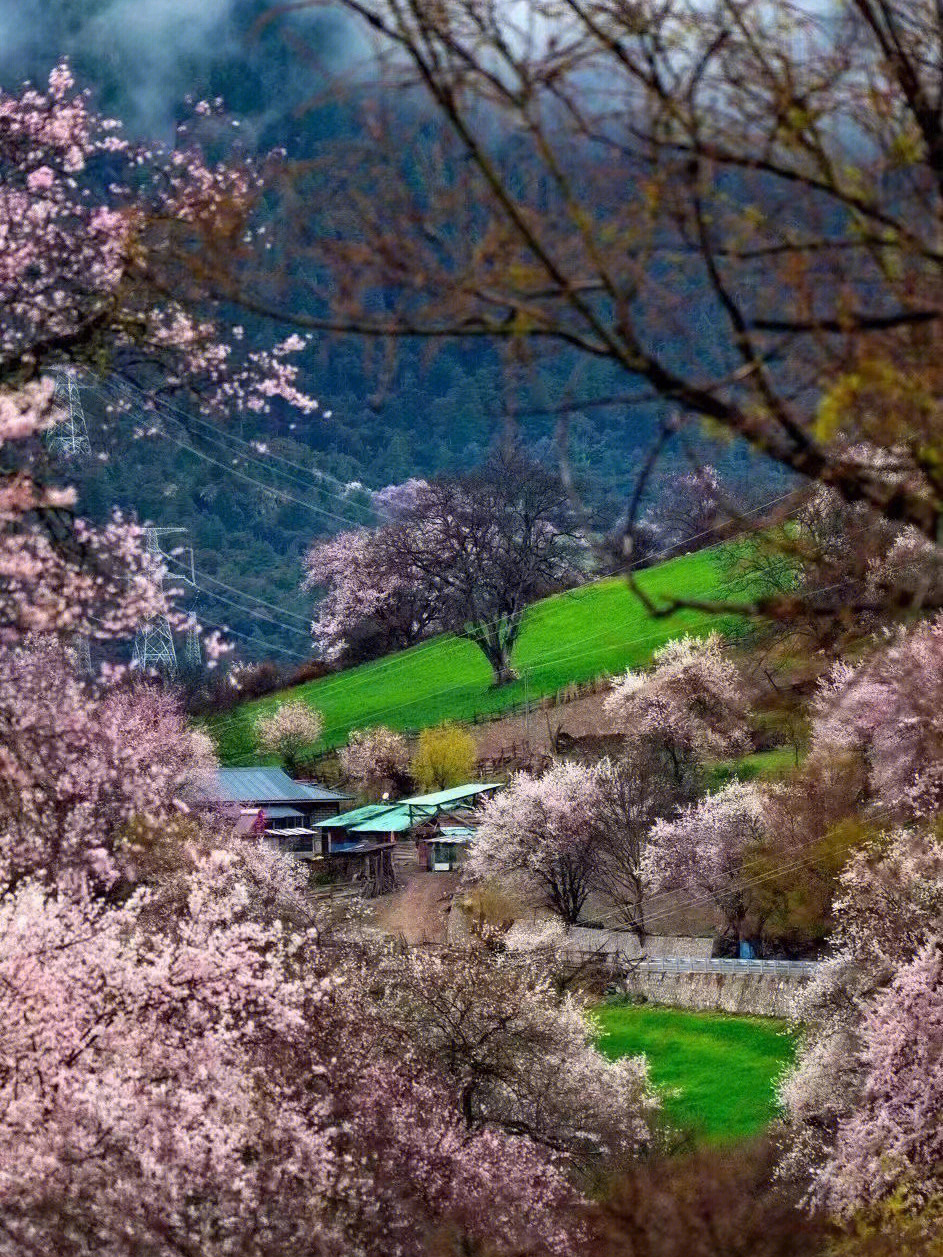 林芝桃花节