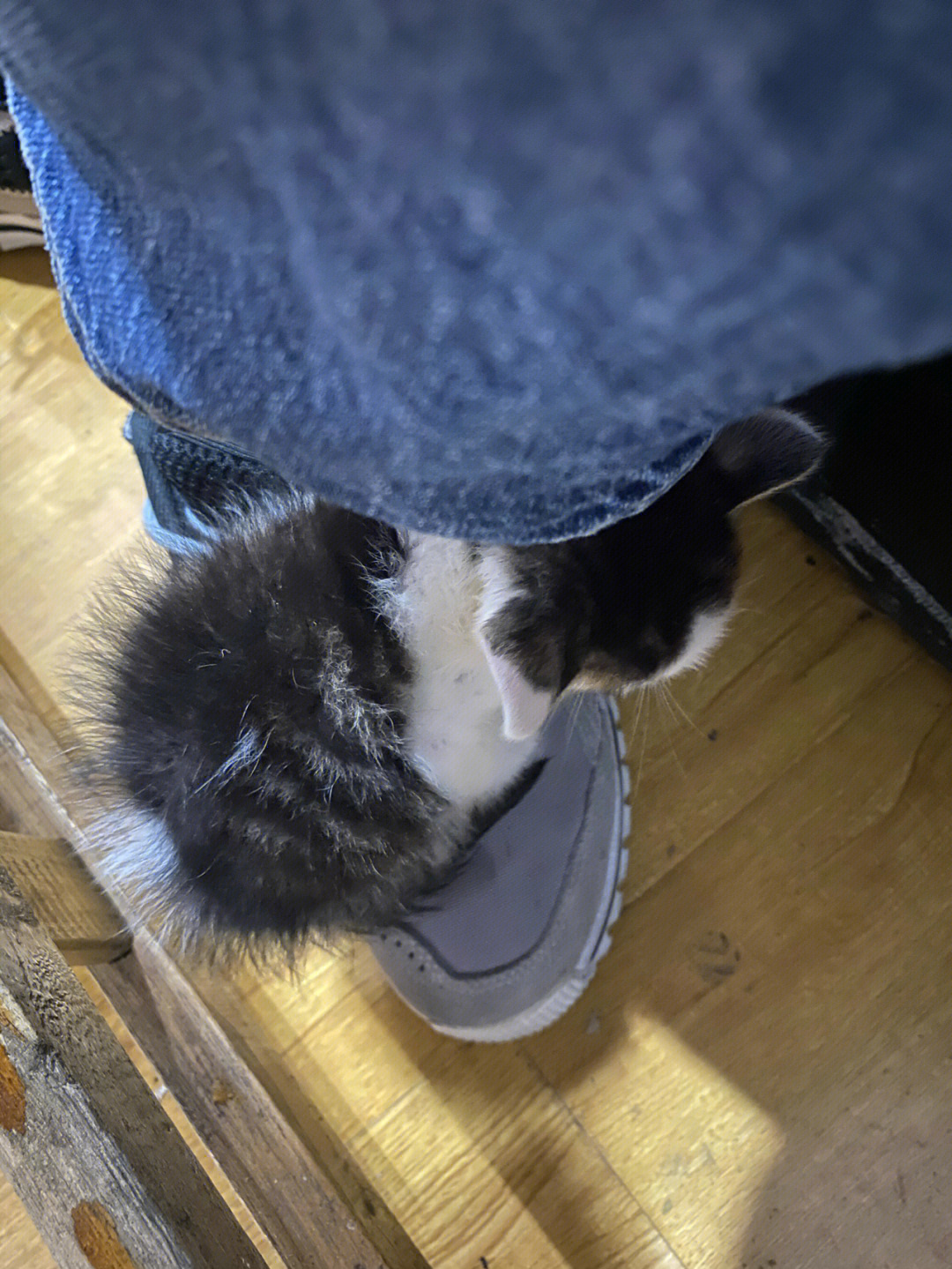 捡到一只小猫咪,躺在我的鞋子上面休息,也太可爱了
