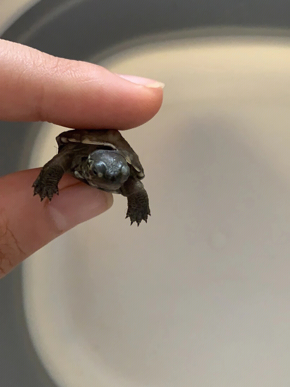 新手养龟,想问一下小乌龟脖子和眼睛都有白点点是白眼病嘛