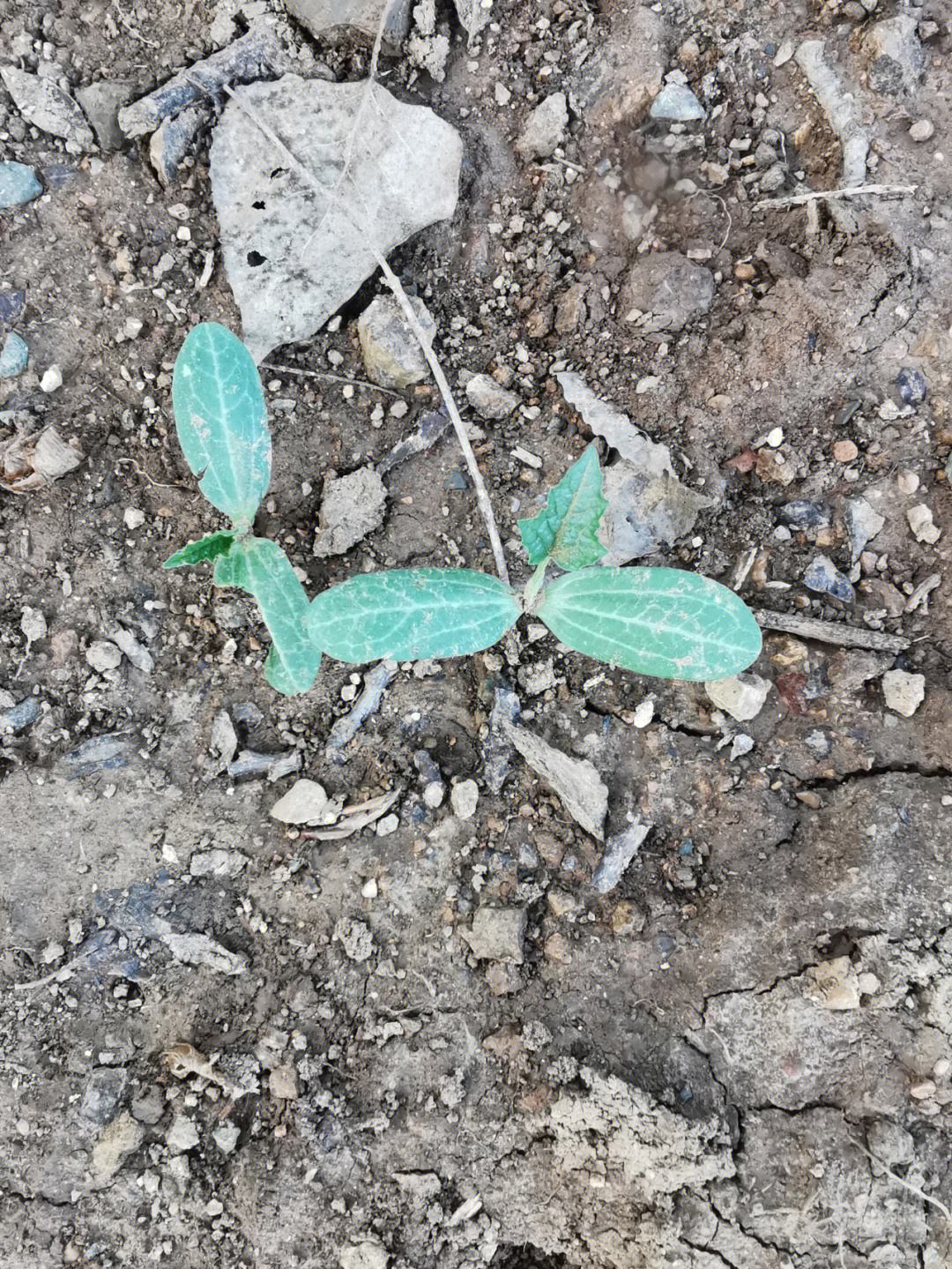 荆芥刚出土的图片图片