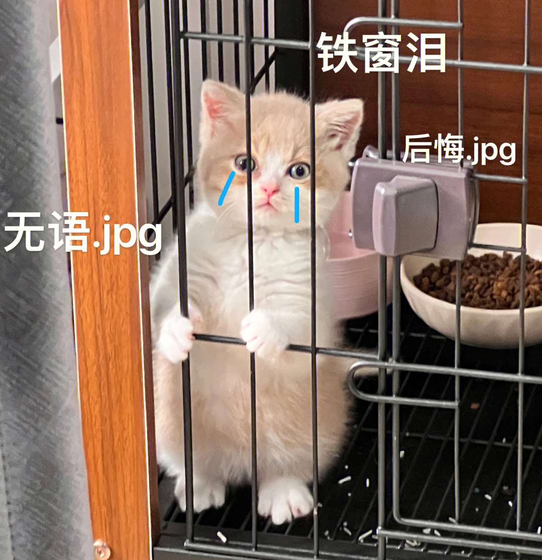 可爱的小猫咪也要坐牢