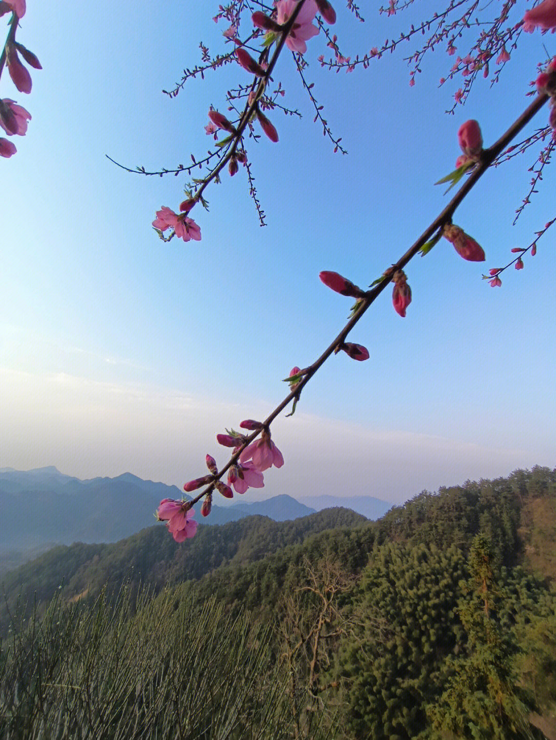 桃花本属艳丽开在山顶多了一缕清雅高冷