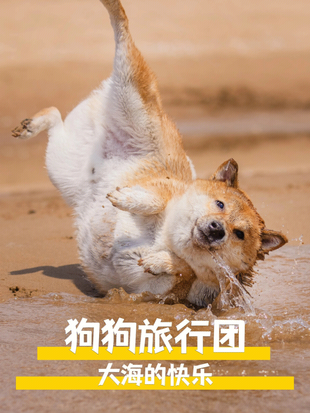 北京带宠旅行小狗儿怎么能少了海边的快乐