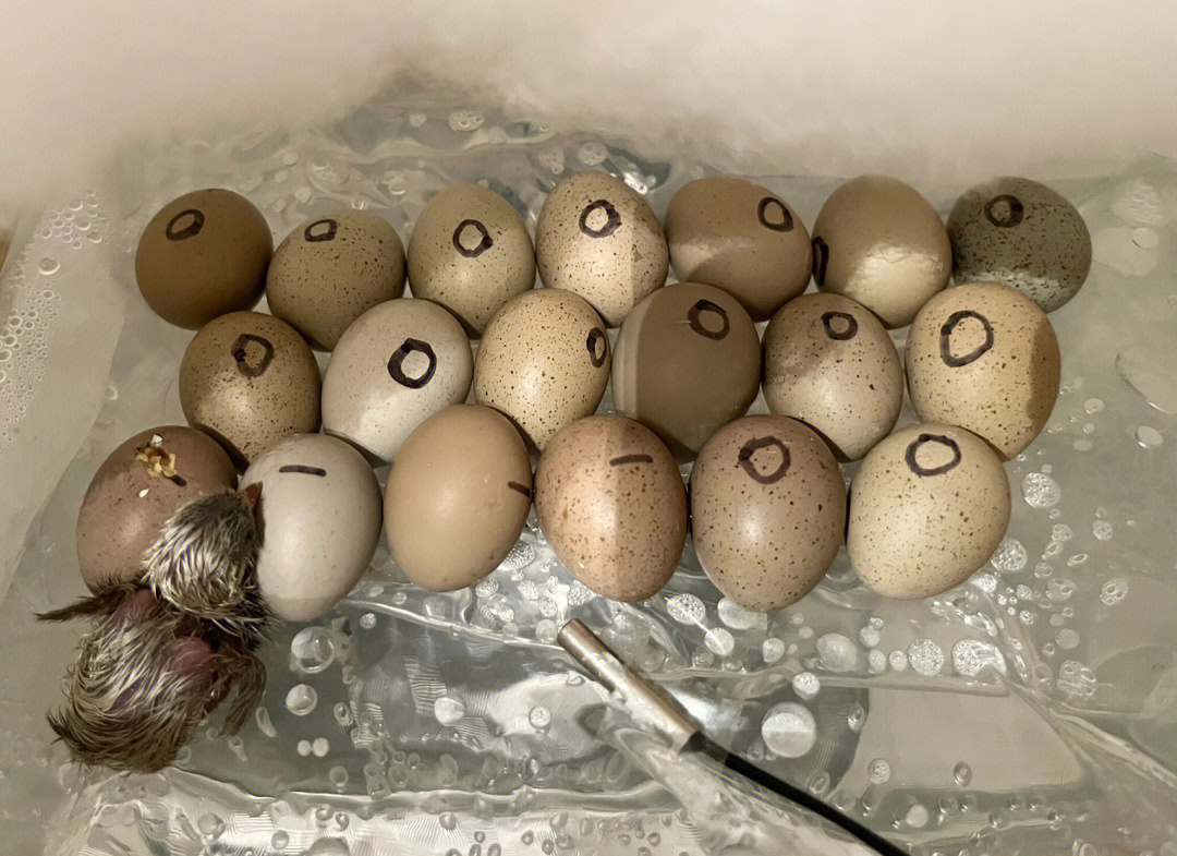 孵化5天的蛋打开照片图片