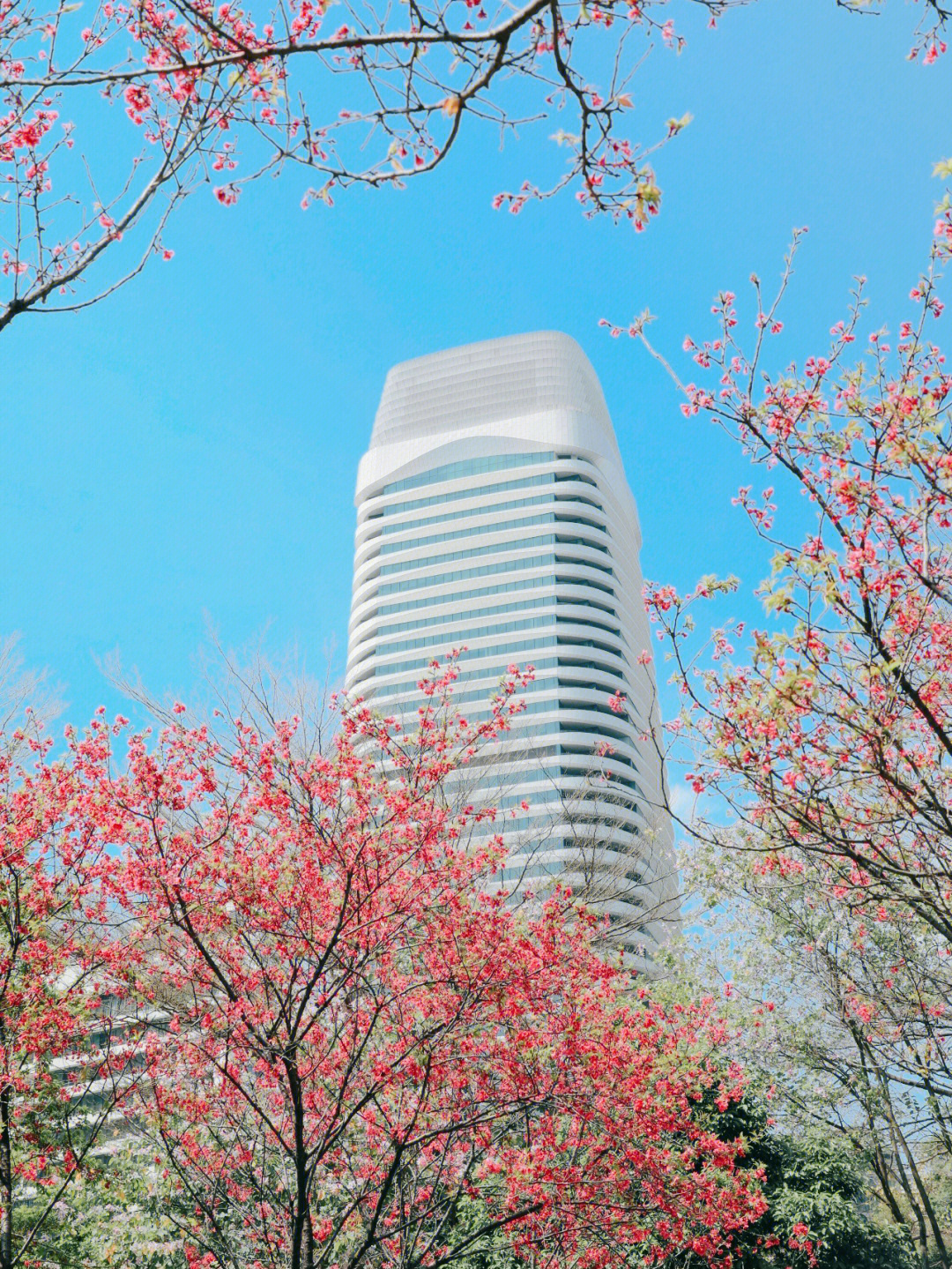 广州珠江公园的樱花图片
