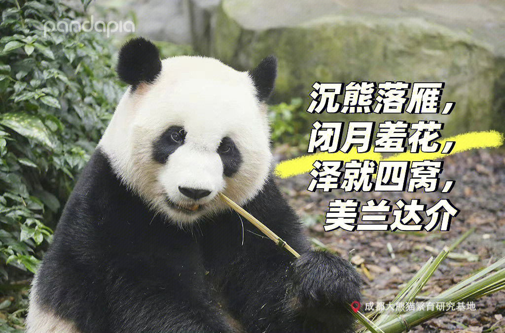 大熊猫美兰女儿福多多图片