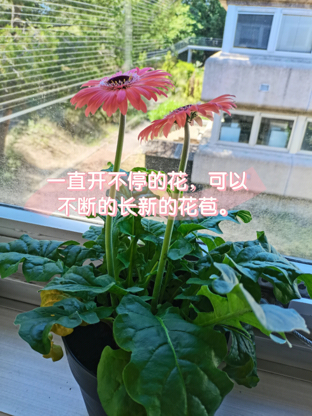 非洲菊花骨朵的样子图片