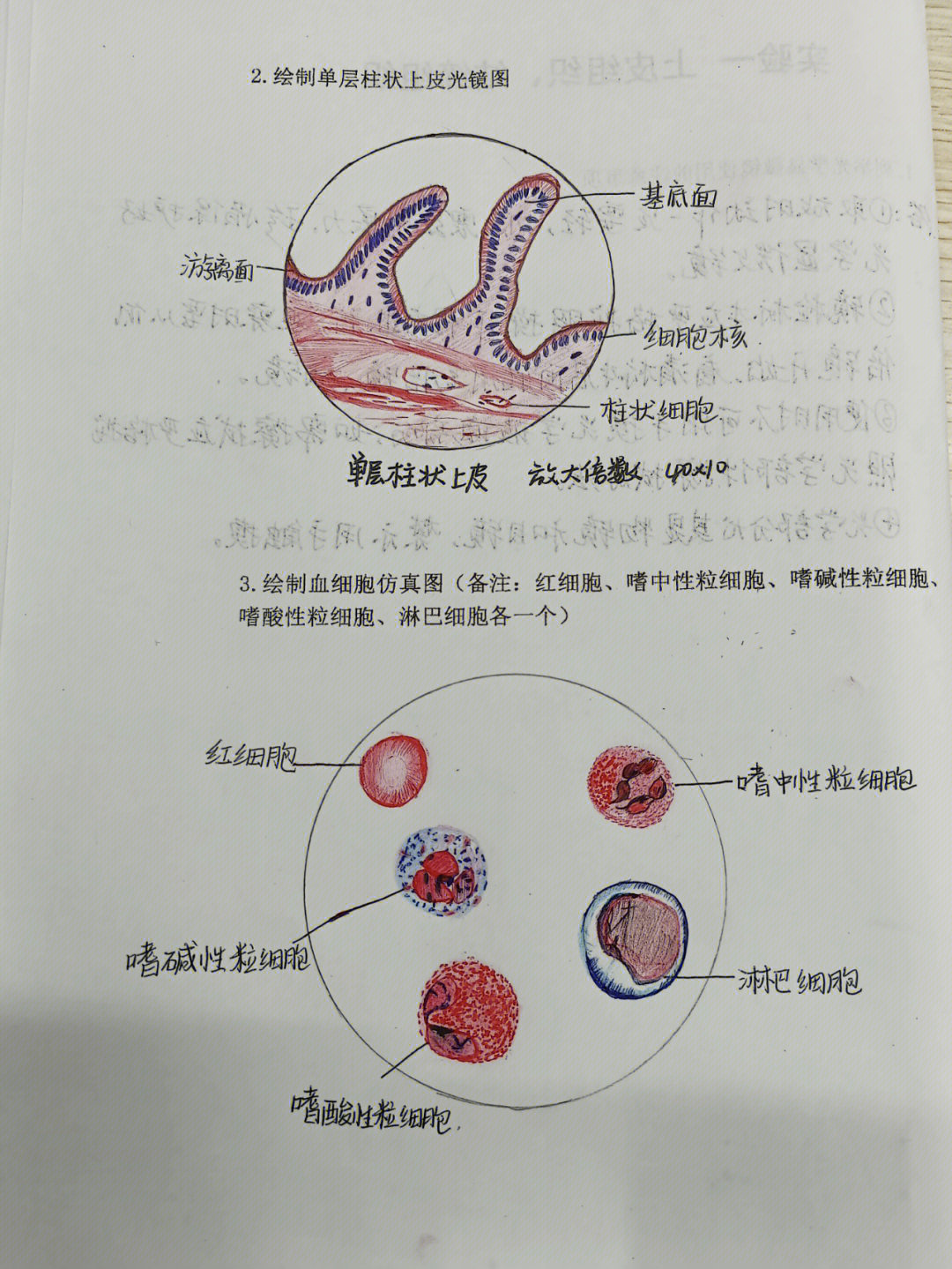 原始红细胞图片手绘图片