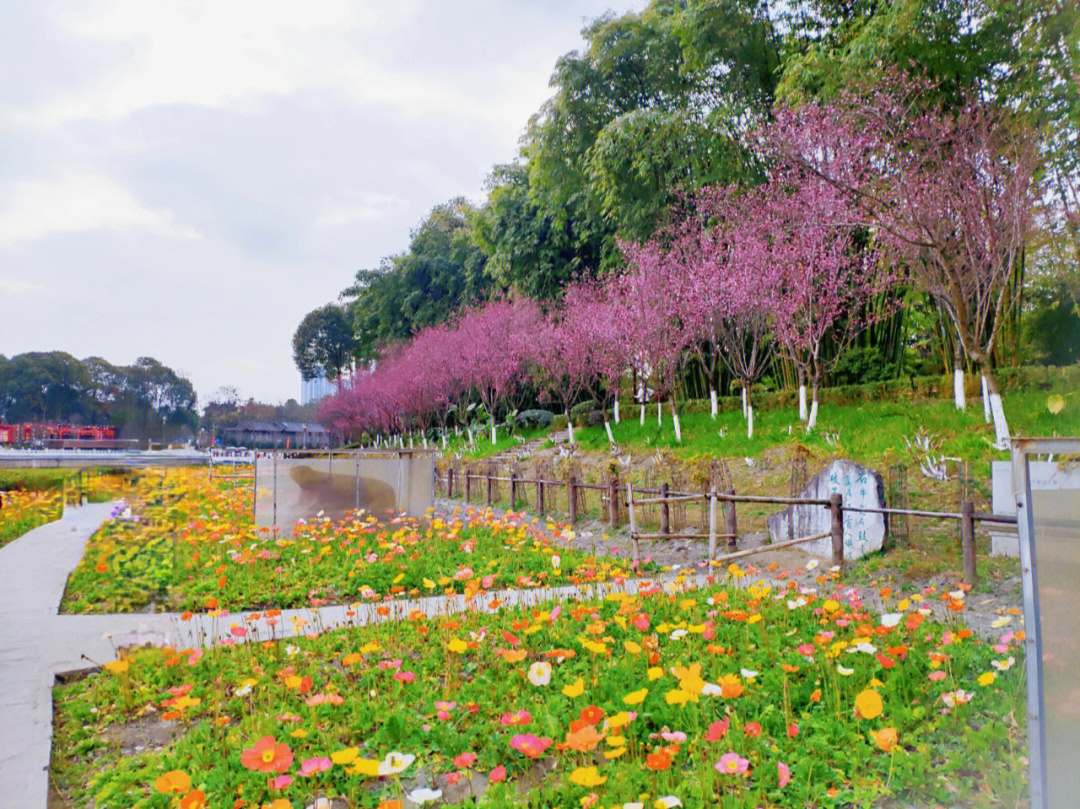 成都周末看花图片