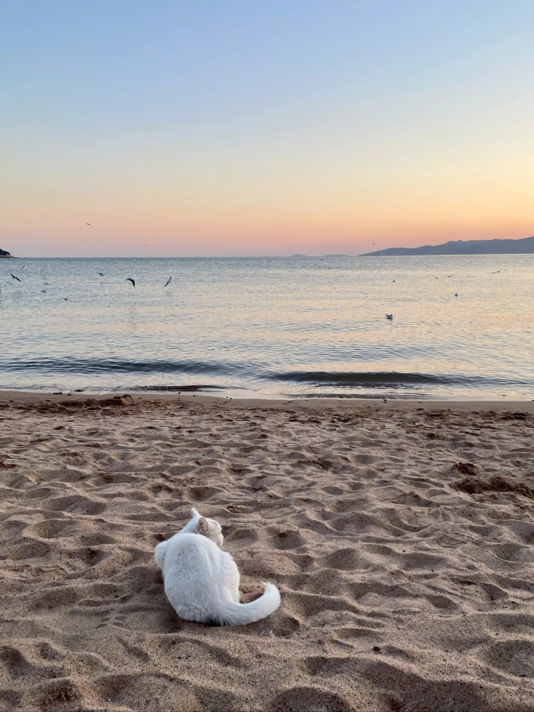 海边的小猫咪