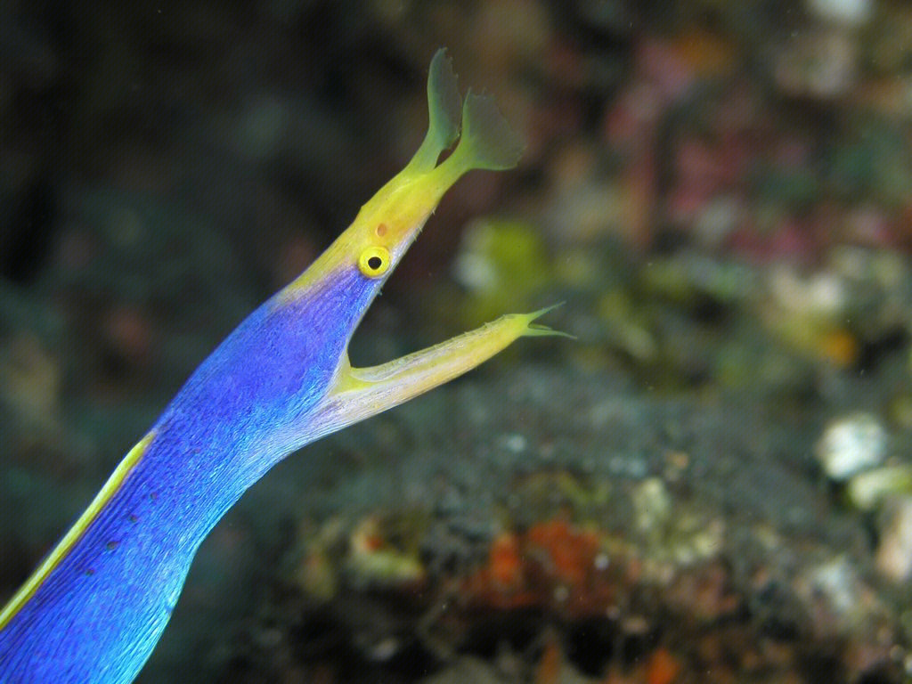 海洋上层生物图片