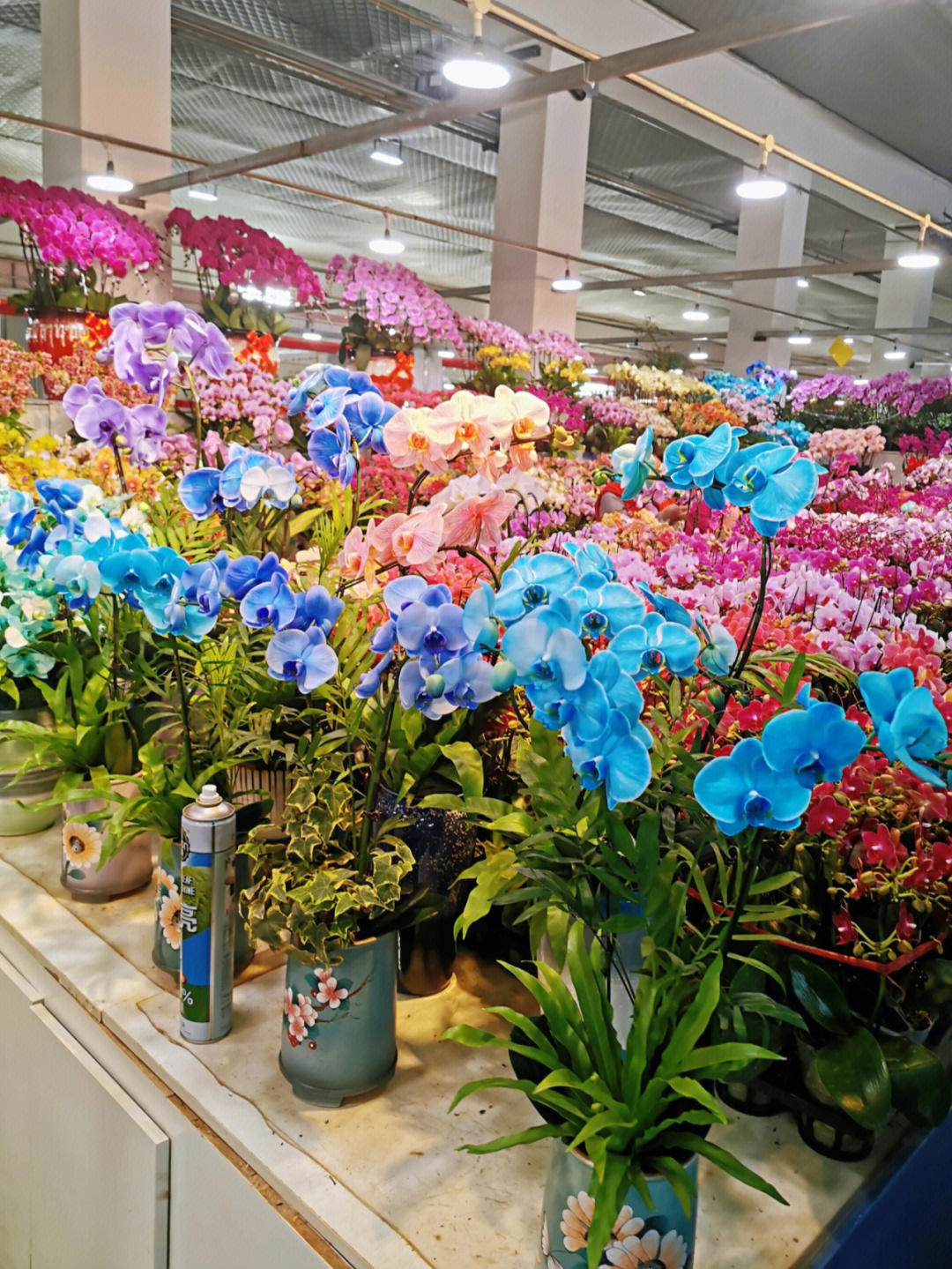 北京冬季闲逛发现超便宜的花卉市场