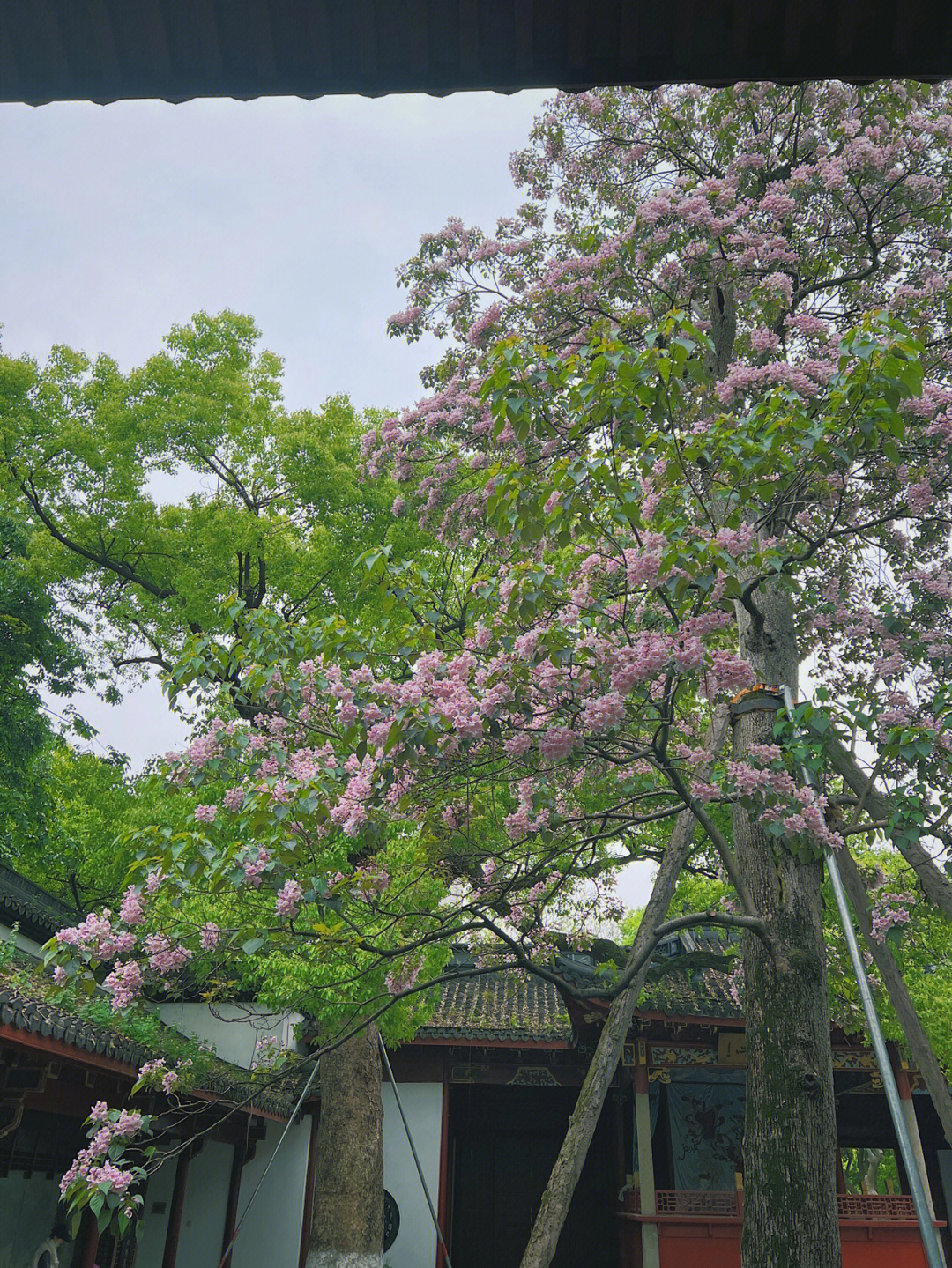 东岳庙530年楸树开花