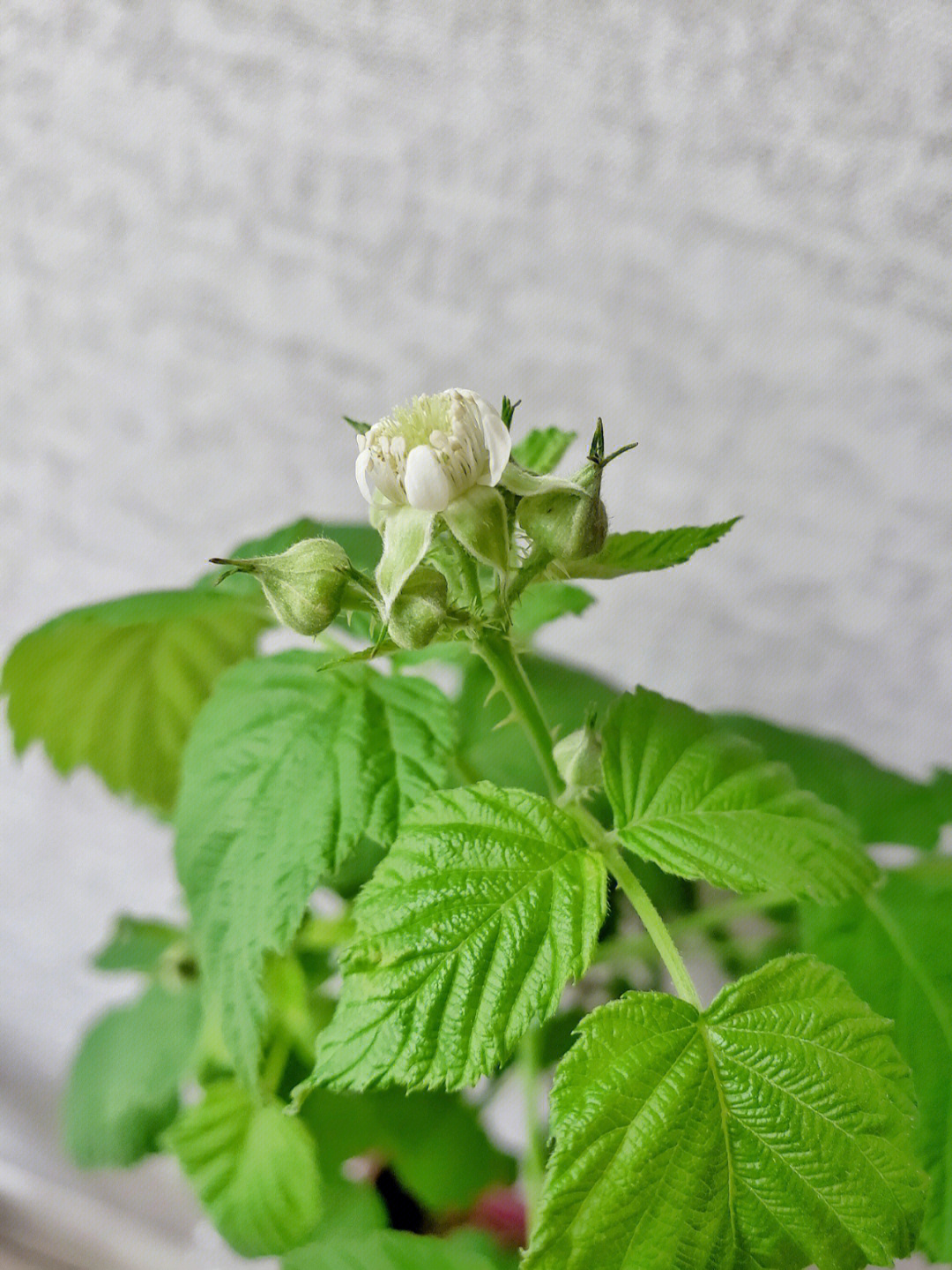 到家三天黑水晶树莓开花啦