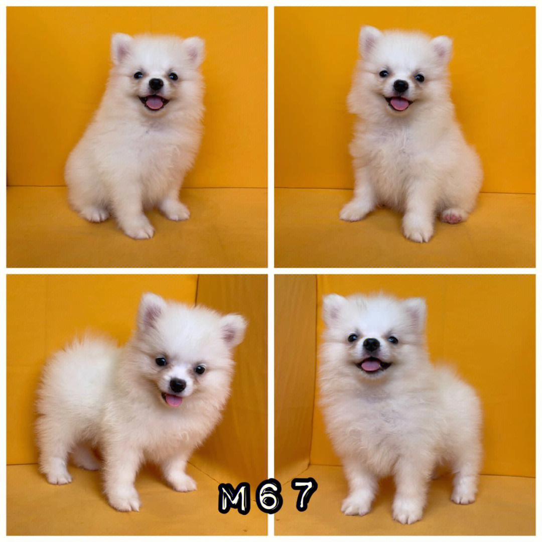 博美犬pomeranian