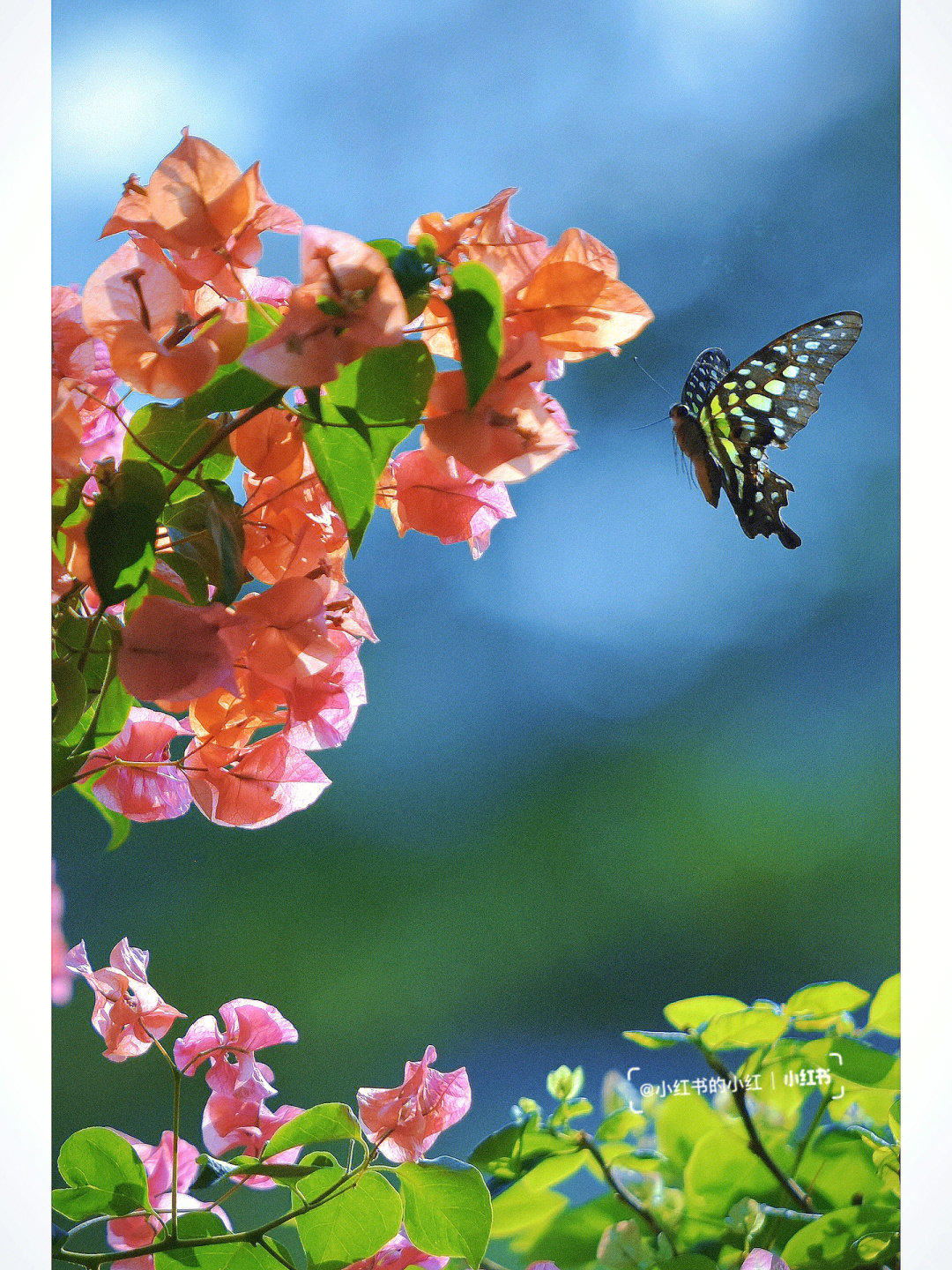 蝴蝶和花手机壁纸图片