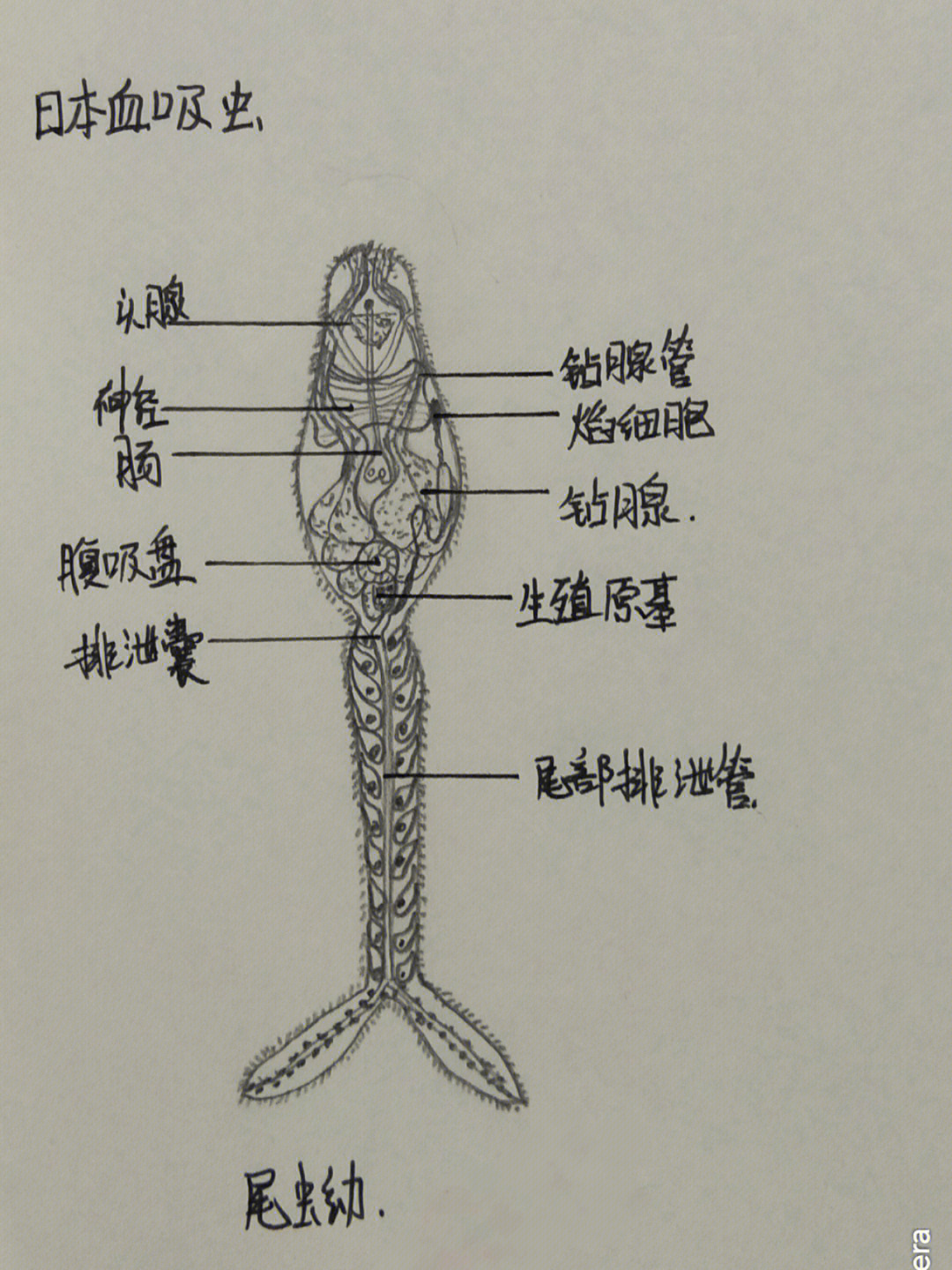 猪蛔虫手绘图片图片