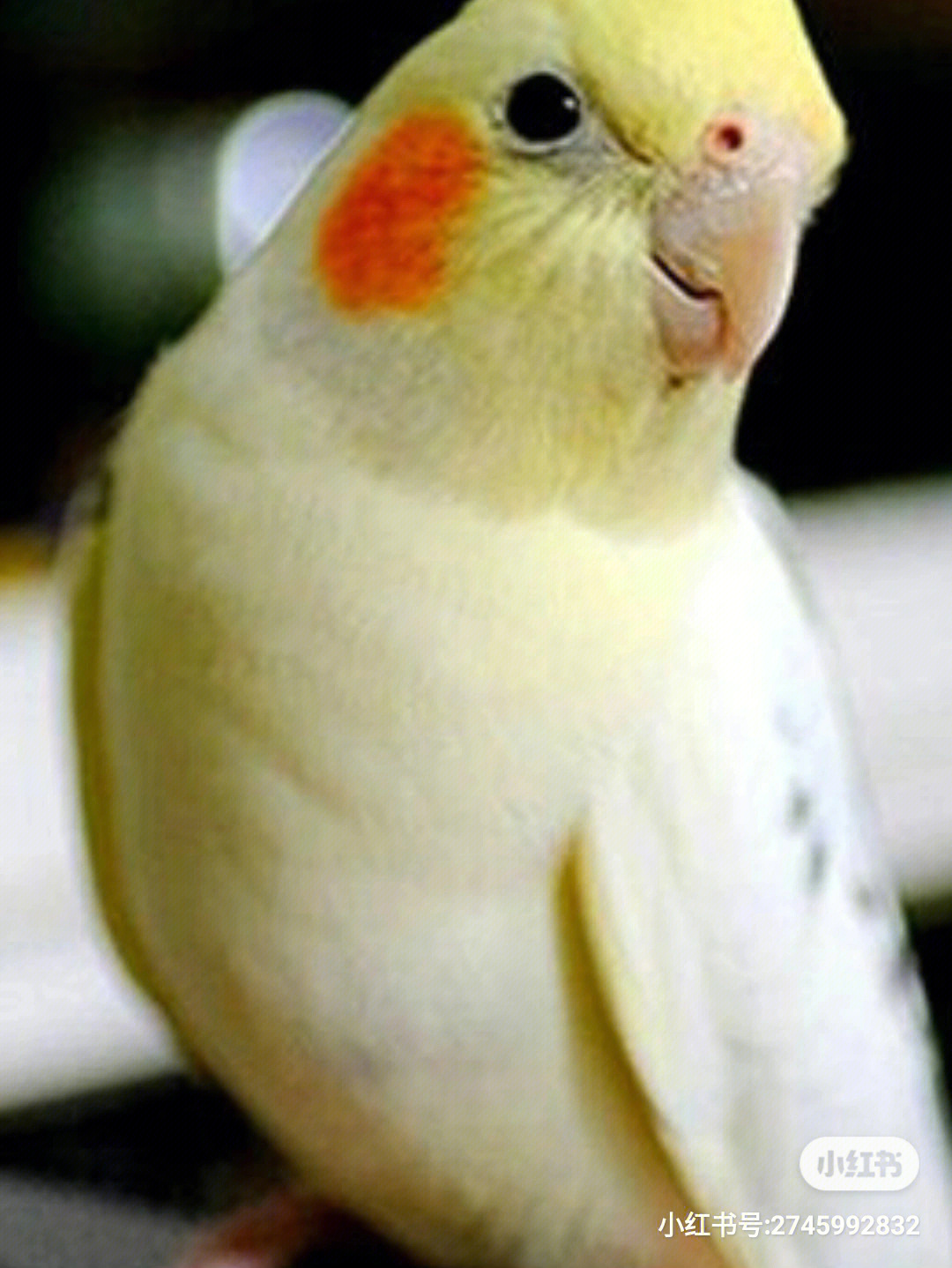 黄红眼鹦鹉 公母图片