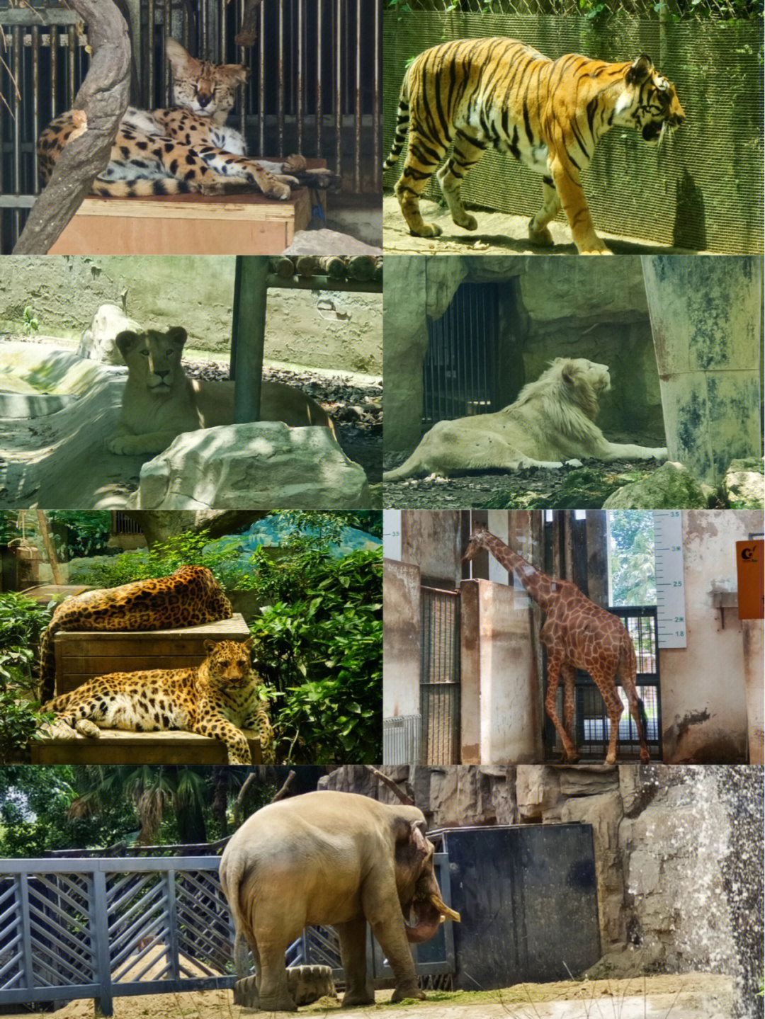 热作两院动物园图片