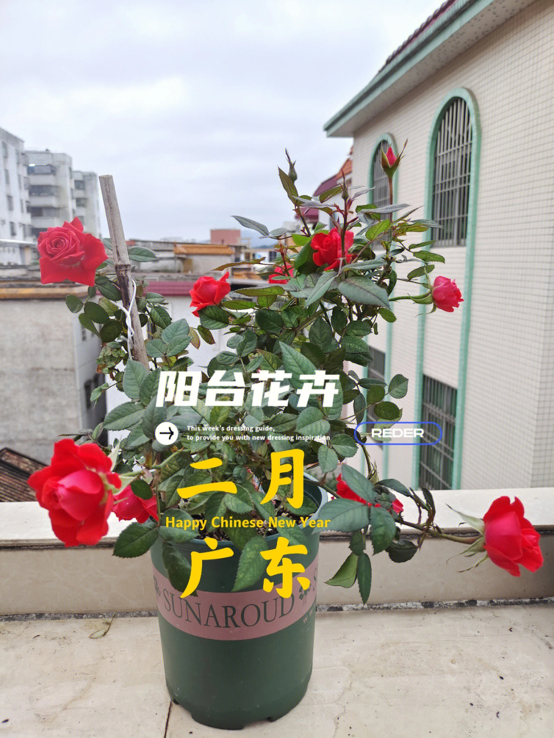 广东时花品种图片