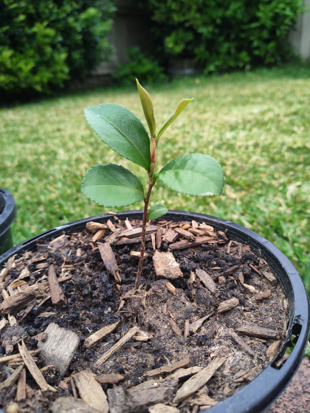 山茶花的根茎叶图片