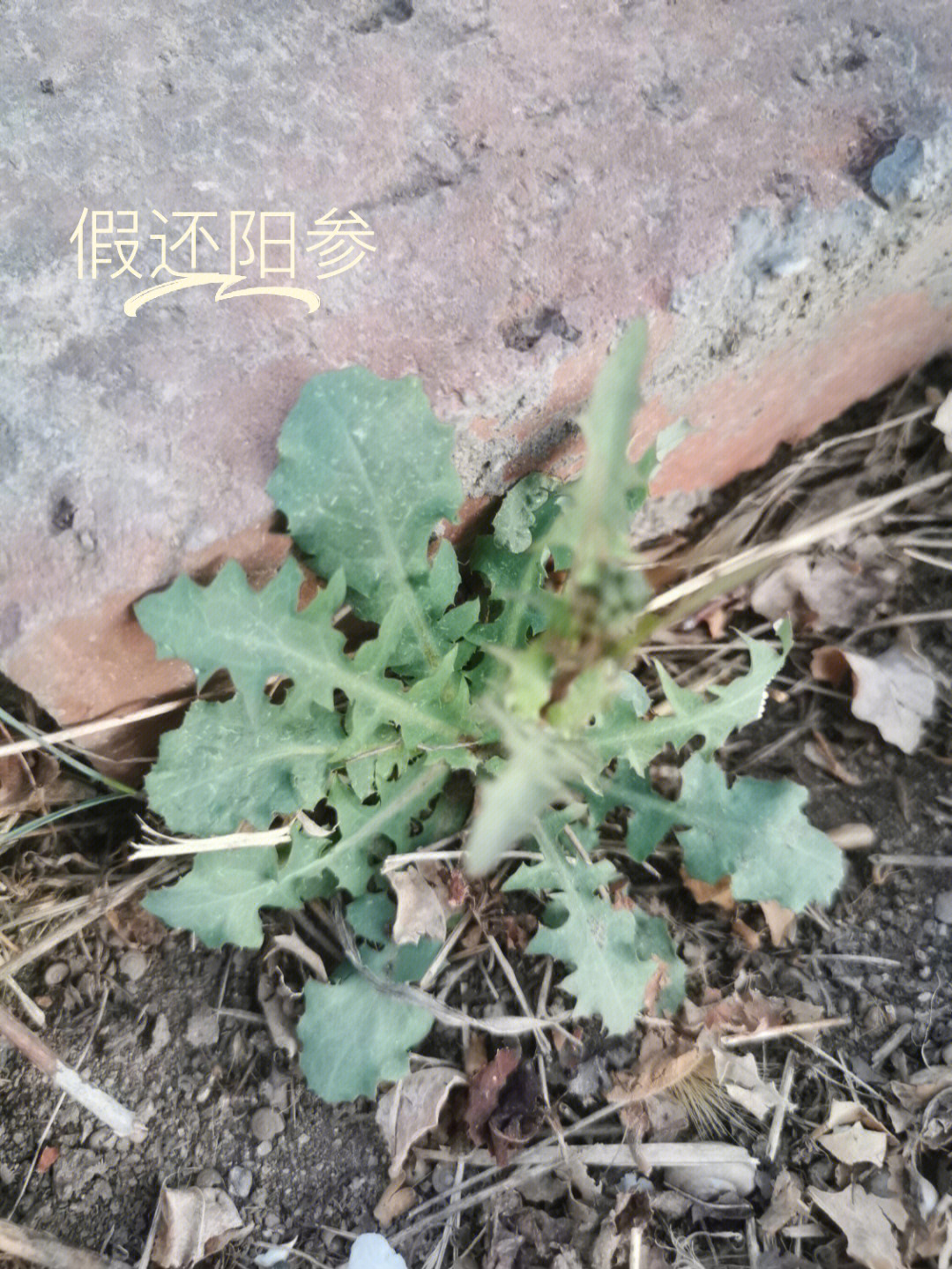 驴打滚草功效与图片图片