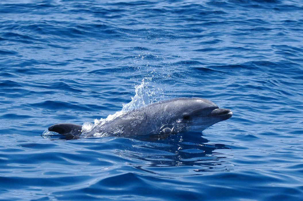 宽吻海豚拟人图片