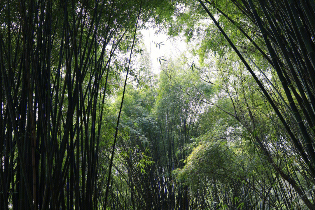 新津斑竹林景区电话图片