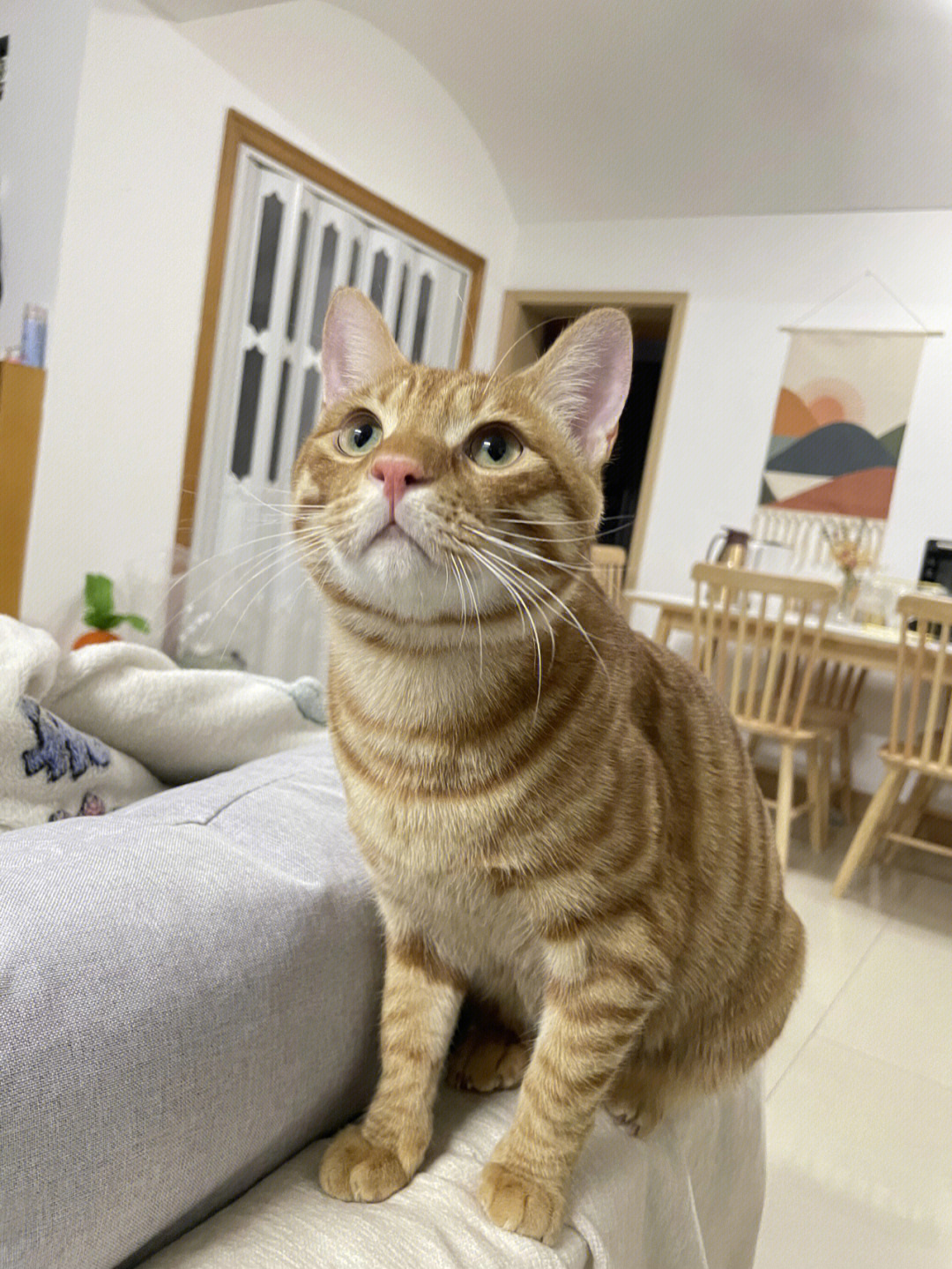 田园橘猫