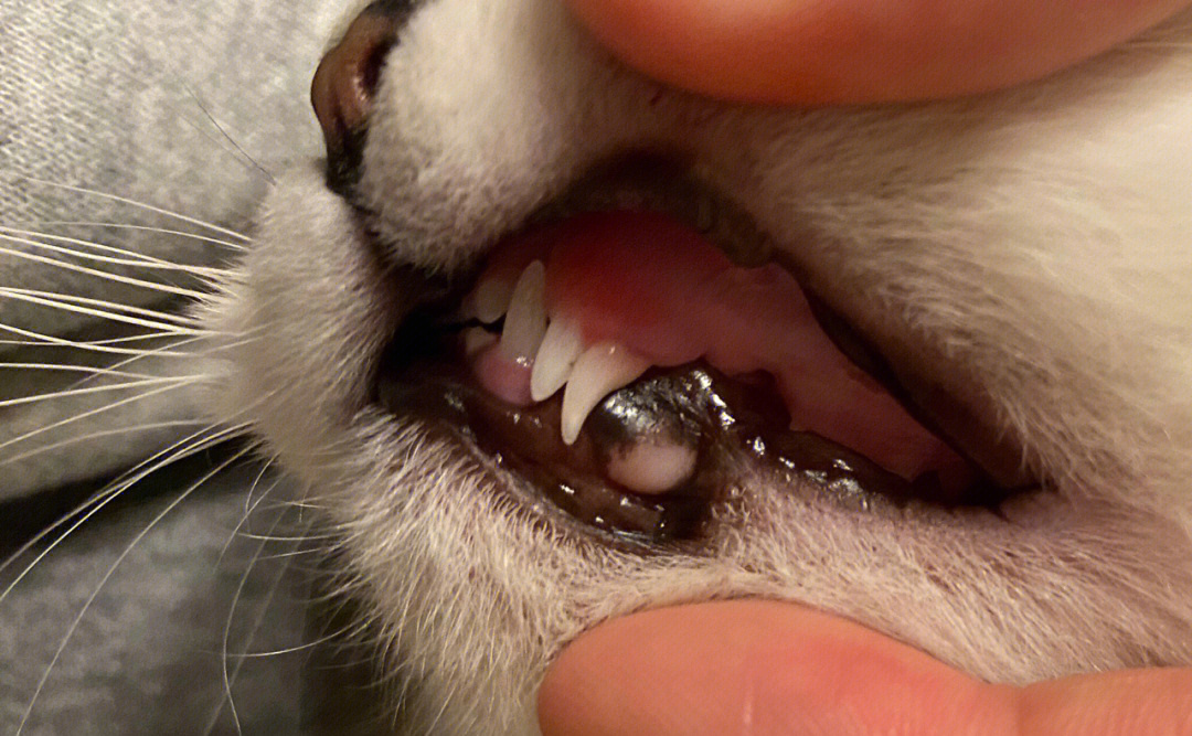 猫的牙齿构造完整图图片