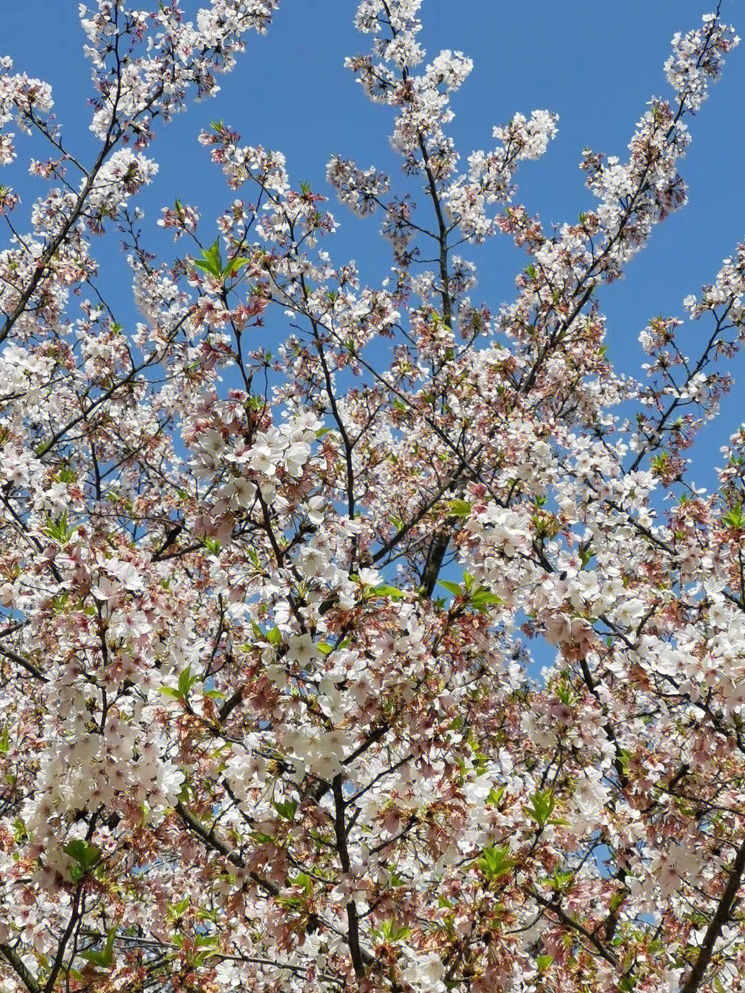 南山实验学校樱花图片