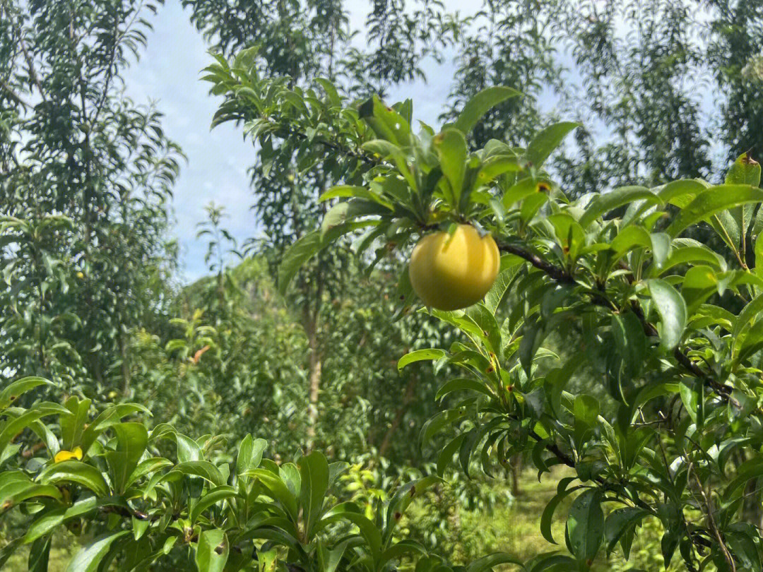 蜂糖李适合种植地区图片