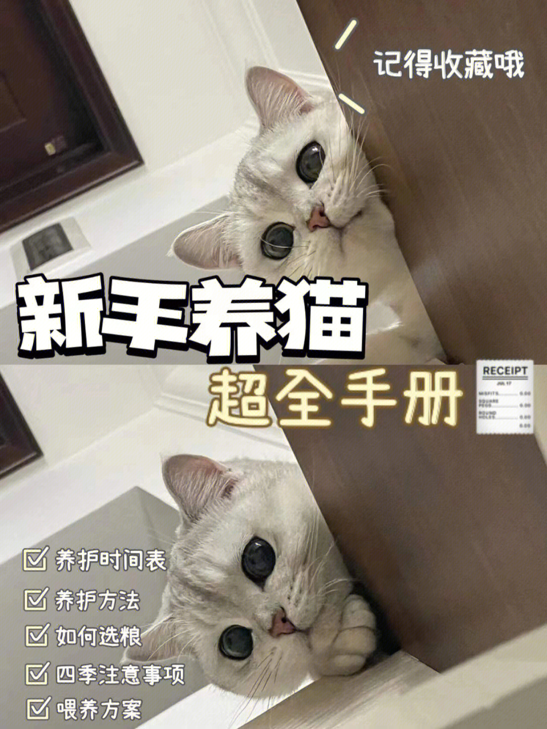 小猫动物记录卡图片