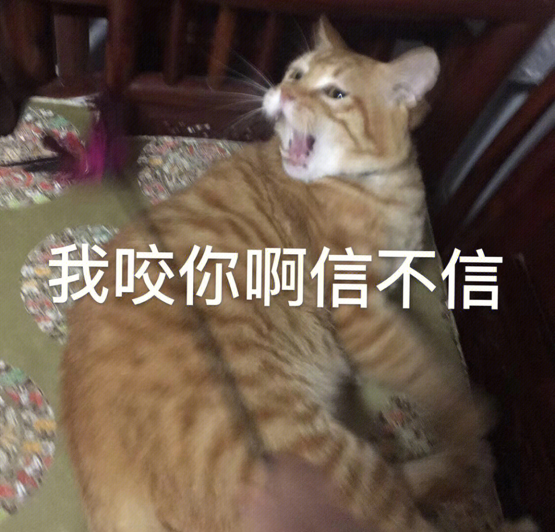 养猫人的快乐  养猫人的快乐就是帮它做各种表情包然后在微信用