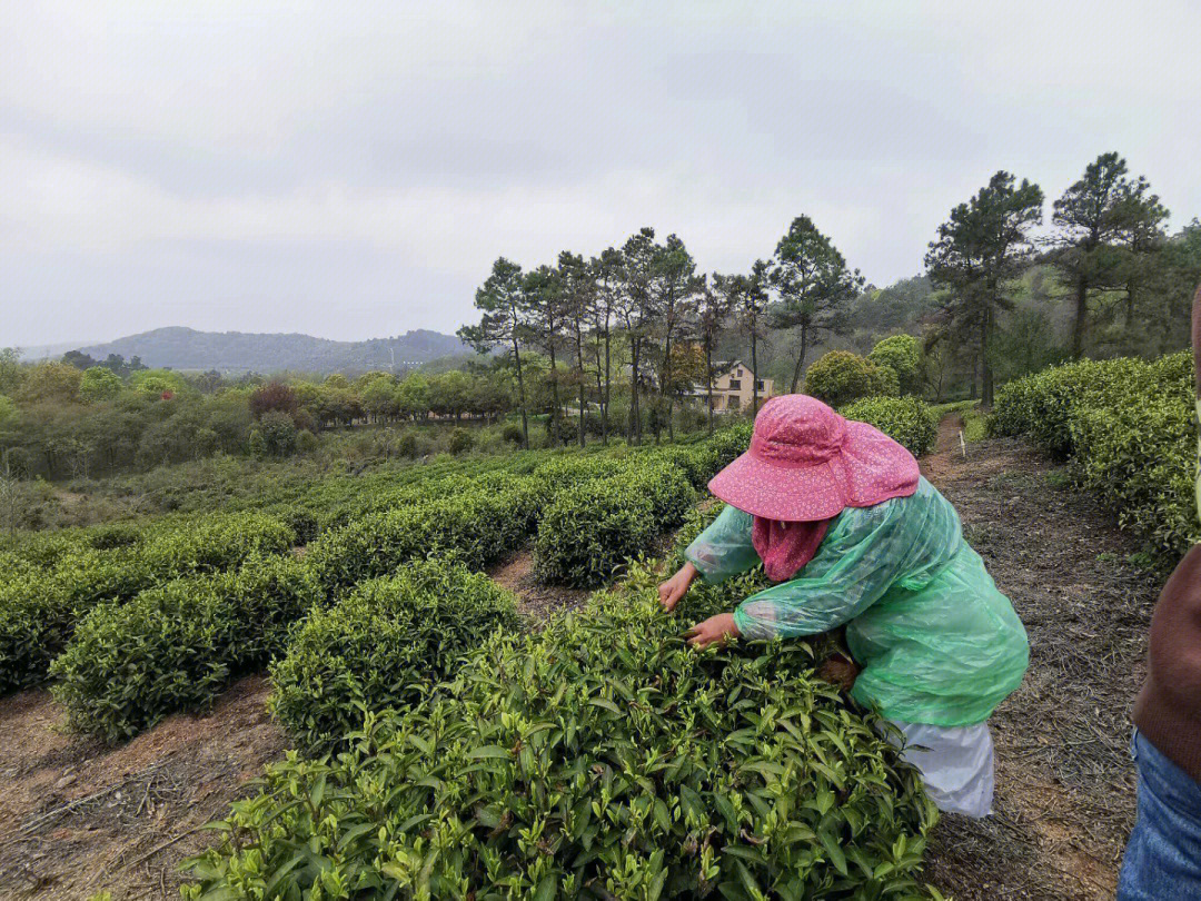 天目湖白茶手作图片